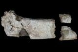 Unprepared Fossil Triceratops Rib Section - North Dakota #120252-1